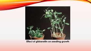 Importance of PGR in fruit production and quality.pdf