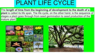 PLANT LIFE CYCLE
The length of time from the beginning of development to the death of a
plant is called its life span. The life cycle, on the other hand, is the sequence of
stages a plant goes through from seed germination to seed production of the
mature plant.
 