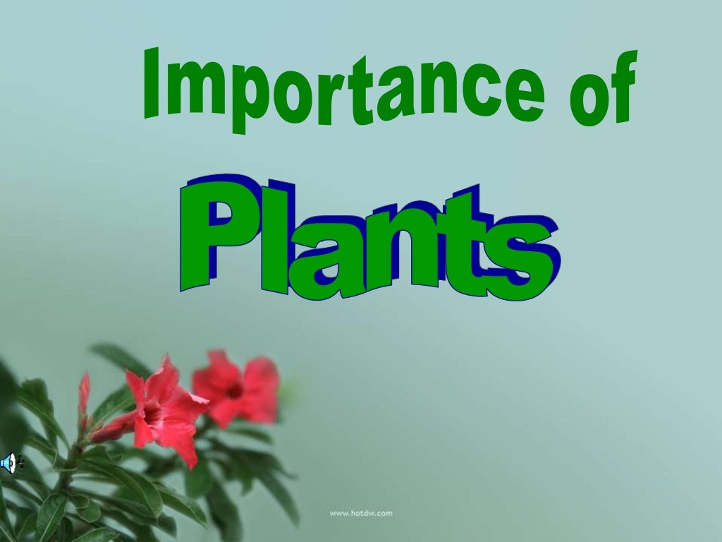 Importance of plants