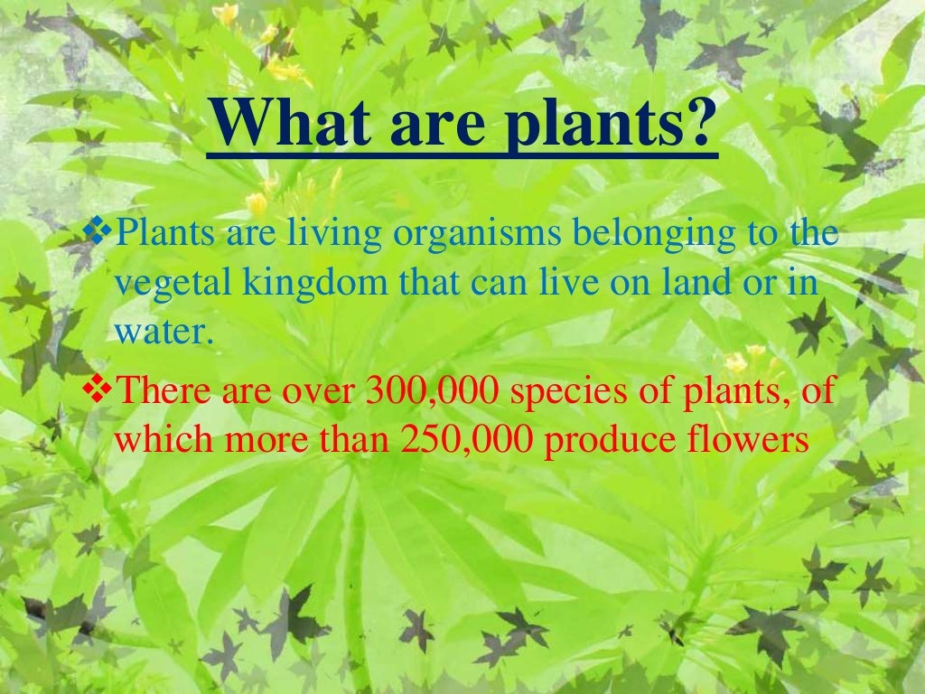 Importance of plants
