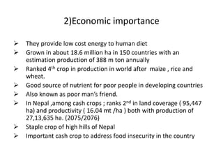 2)Economic importance
 They provide low cost energy to human diet
 Grown in about 18.6 million ha in 150 countries with an
estimation production of 388 m ton annually
 Ranked 4th crop in production in world after maize , rice and
wheat.
 Good source of nutrient for poor people in developing countries
 Also known as poor man’s friend.
 In Nepal ,among cash crops ; ranks 2nd in land coverage ( 95,447
ha) and productivity ( 16.04 mt /ha ) both with production of
27,13,635 ha. (2075/2076)
 Staple crop of high hills of Nepal
 Important cash crop to address food insecurity in the country
 