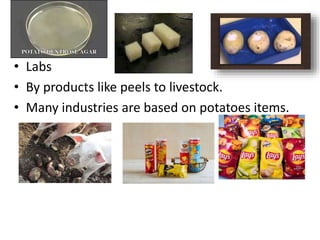 • Labs
• By products like peels to livestock.
• Many industries are based on potatoes items.
 