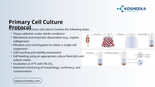 Comprehensive Overview of Primary Cell Culture in Animal Research and ...