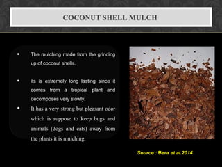 COCONUT SHELL MULCH
• The mulching made from the grinding
up of coconut shells.
• its is extremely long lasting since it
comes from a tropical plant and
decomposes very slowly.
• It has a very strong but pleasant odor
which is suppose to keep bugs and
animals (dogs and cats) away from
the plants it is mulching.
Source : Bera et al.2014
 