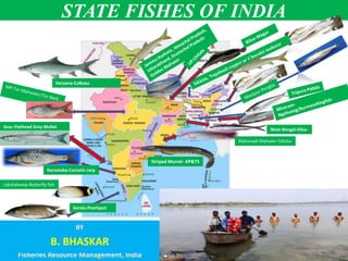 STATE FISHES OF INDIA
B. BHASKAR
Striped Murrel- AP&TS
Haryana-Calbasu
Mahanadi Mahseer-Odisha
West Bengal-Hilsa-
Lakshdweep-Butterfly fish
Kerala-Pearlspot
Karnataka-Carnatic carp
Goa--Flathead Grey Mullet
 