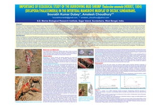 IMPORTANCE OF ECOLOGICAL STUDY OF THE BURROWING MUD SHRIMP Thalassina anomala (HERBST, 1804)
           (DECAPODA:THALASSINIDEA) IN THE INTERTIDAL MANGROVE MUDFLAT OF DELTAIC SUNDARBANS.
                                                              Sourabh Kumar Dubey*, Amalesh Choudhury**
                                                                         *sourabhkumardb@gmail.com, ** amalesh_choudhury@yahoo.com
                                         S.D. Marine Biological Research Institute, Sagar Island, Sundarbans, West Bengal, India.
 Abstract
 Members of the mud shrimp species Thalassina anomala (Herbst) are the most common decapods crustaceans shy and nocturnal, are often found to dominate the littoral mudflats of Sundarbans. Ecologically they are recognized as the 'friends
 of mangrove' and a 'Biological Marvel' of the system. They turn up the deep soil to the surface by regular night shift burrowing exercise and help to import aerated tidal water in the burrows 2 to 2.5 meter deep. Shrimps, looking almost like
 scorpion, have extra ordinary morphological adaptation and structural changes and completely resort to detritivore diet. Being thigmotactic and nocturnal, it seldom exposes to atmospheric oxygen and forms its palace underground with a
 central chamber having 5 to 6 radiated tunnels opening to the surface covered with earth mounds. The shrimp displays its engineering skill of bioturbation in tunneling. During tunneling the shrimp feeds on the mud packed with detritus and
 derived its required micronutrients. Being mud dwelling and mud eating its respiratory and food manipulating apparatus underwent preformed transformations which demands intensive investigation. Thalassinid burrow associates comprising
 mieo and micro organism also provide good subject of study of species specific interaction, exchanging of materials between associate partners. The other most important behavior of the mother shrimp is the release of developed juveniles in
 the adjacent creek waters from its abdominal pleopods basket during the outbreak of first monsoon leading a short pelagic life.
 Introduction
 Deltaic Sundarbans of coastal West Bengal shelters the largest mangrove chunk, a “World Heritage Site” and a Biodiversity Hotspot of global interest. Mangrove canopy, mangrove floor substratum, coastal sand and mudflats, salt marshes and
 inshore and offshore mangrove wetlands are packed up with myriad of benthic fauna, macro-, mieo- and micro-, a majority of them are burrowing. Entire mangrove habitat is inundated twice in twenty four hours by tidal waters with varying
 intensity of salinity through seasons. The thalassinidean shrimps are a ubiquitous component of burrowing megafauna in marine and estuarine sediments but due to their elusive lifestyle and the deep and complex nature of their burrows these
 and other megafaunal species have often been overlooked by traditional sampling techniques. Thalassina anomala (Herbst), a thalassinid decapod crustacean is a deep burrowing euryhaline mud shrimp. As a permanent residential infauna of
 Sundarbans mangrove littoral mudflats, it is of immense interest of mangrove naturalists. The scorpion like mud shrimp also known as ghost shrimp is really a “Biological Marvel” for its tunneling engineering skill to build its subterranean
 residential abode. Burrows are used for shelter, reproduction and feeding except for a brief pelagic larval stage. (Griffis & Suchanek 1991). During its daily nocturnal exercise, it upturns the sub soil forming earthen mound excavation on the
 surface substratum, fertilizing unknowingly the top soil charged with mangrove based innumerable rhizospheric microbes. Because of their cryptic life style, the natural history of these organisms has not been well investigated. The difficulties in
 capturing specimens and observing them in situ in laboratory are such that many aspects of their biology are poorly understood and unknown.

                                                     Materials and Methods                                                                                                   admirable adaptation for escape. Those on the body all point toward the anterior end and when in the grasp of an enemy
                                                                                                                                                                             serve to prevent the body from slipping forward but facilitate movement in the opposite direction. It is surprising how hard
                                                     Live samples were collected from different study sites of North and South
                                                                                                                                                                             it is hold animal that pushes hand forward fractionally with its legs; the spines do not allow the fingers to regain their hold
                                                     Sagar Island. Burrow morphology were studied by 'archeological method' of
                                                                                                                                                                             easily. Hence Thalassina often slips to the ground and backs into the nearest burrows.
                                                     burrow excavation which involves direct observation of the burrow features
                                                                                                                                                                             Bio association Biogenic structures (burrows) of benthic organisms have been shown to have contrasting effects on
                                                     and bio associates while carefully removing by layer of sediments.
                                                                                                                                                                             infauna enhancing the presence of smaller infauna by providing suitable micro habitat in sediment depth. This process
                                                     Observation                                                                    Excavated mud; key to identification     terms accommodations, is one of the major promotive interactions structuring benthic communities. Thalassinidean
                                                     Respiration It evolved intricate gill cleaning apparatus just below the                                                 burrows can (may) provide refuge from predation and facilitate larval settlement. Among the associates, various
                                                     branchiostagite membrane to ensure its respiratory perfection from the                                                  categories of macro infauna (Echiurus, Pea Crabs, Isopods, small Lamellebrachs), mieofauna (small annelids,
                                                     constant mud bath during tunneling. Various rows of setae on the legs and gills                                         nematodes, trematodes etc.) and microfauna (Protozoans and micronematodes.) are found. The interactions may be
                                                     are used for prevent sediment from reaching the gills and for expelling any                                             are complex and the burrow host can exert contradictory effects on associated fauna. More studies are needed to
                                                     which does reach them. Thalassina anomala also makes use of 'respiratory                                                elucidate the deeper realms of the thalassinidean burrows that still remain cryptic.
                                                     reversal' to keep the gill free of dirt.                                                                                Discussion
                                                     Feeding apparatus and mechanism As the animal feeds detritus rich mud,                                                  Thalassinideans are the most extra ordinary and proficient diggers among burrowing decapods crustaceans. It
                                                     the mud particles are meticulously manipulated and sorted out by very                                                   constructs unique burrows of extreme architectural and functional complexity that influence the whole sedimentology
                                                     specialized mouth apparatuses namely –mandible and mandibular palp, 1st &                                               and geochemistry of the mangrove bed. Aside from brief pelagic larval stage most species reside within the burrow for
                                                     2nd maxilla and 1st , 2nd maxilliped & 3rd maxilliped. These apparatuses are                                            the duration of lives. They depend on burrows for shelter, protection from predators, feeding and reproduction.
                                                     marvelously modified functional anatomy providing successive selected                                                   Burrowing and irrigation activities of the shrimp must exert significant influence on increased oxygenation,
                                                     grades of setal sieves. Through these animated sieve apparatus finest food Various rows of setae on the legs            decomposition of organic materials in sediments and on nutrient recycling from the sediment. In the sediment, benthic
                                                     particles impregnated with organic micronutrients are passed through gut.                                               animals produce ammonium and phosphate directly as excreted metabolites and these essential nutrients recycle to
                                                     Functional morphology of burrows is related with tropic modes of the animal.                                            the water column, sustaining primary production in the upper layers.
                                                     Burrow construction and burrowing behavior                  This endobenthic and                                        Conservation of these burrowing shrimp communities requires thorough understanding of their life histories, habitat
                                                     probably bearing solitary mode of habit, Thalassina rely on self constructed                                            dependencies, symbiotic relationships and population responses to environmental perturbations.
The scorpion Mud Lobster,Thalassina anomala          burrows for a wide variety of mud including shelter, reproduction and feeding.
                                                     Except for a larval phase which may be pelagic, most Thalassinidean shrimp
                                                     spread their life within the burrows. Thalassina burrows with the first legs, the
                                                     dactyls of these appendages being used somewhat like trowels to pull the dirt
                                                     loose. The animal works a load free and then carries the mass before it to the
                                                     mouth of the burrow. The load is carried in the first legs between the dactyl and
                                                     the propodus, and it may be supported below to some extent by the second
                                                     legs which are held in a horizontal position. The first two pairs of legs form a sort      Burrow architecture
                                                     of basket which is an admirable instrument for sweeping all loose mud before
                                                     the animal as it moves through its burrow. The loads of the mud are dumped at
                                                     the mouth of the hole, the first legs being stretched forward while the sticky
                                                     mass is pushed from them with the second legs. It tunnels 5 to 7 feet having 10
                                                     to 13 cm periphery with many multiple 'U' and 'Y' gallery branching with vertical                                              Air, surface and burrow temperature of study sites (2010)   Flood water temperature, salinity and water pH of the study sites (2010)
                                                     and helical vertical shaft ended with a central chamber. Reproductive burrows                                           Reference
                                                     are considered burrows with additional tunnels extending from the 'U' and 'Y'                                           Dobbs, F. C., Guckert, G. B. (1988) Callianassa tnlobata (Crustacea: Thalassinidea) influences abundance of
                                                     portion of the burrow, which are thought to be made by males to search and                                              meiofauna and biomass, composition, and physiologic state of microbial communities within its burrow. Mar Ecol Prog
                                                     connect with burrows of females with which copulation can takes place and                                               Ser 45. 69-79.
                                                     individuals leave the burrow to reproduce.                                                                              Griffis RB, Suchanek TH (1991) A model of burrow architecture and tropic modes in thalassinidean shrimp (Decapoda:
                                                     The Thalassina is extremely shy, most of the burrows are closed during the day,                                         Thalassinidea). Mar Ecol Prog Ser 79:171-183
                                                     but more them are open on rainy or cloudy days than when whether is clear.                                              Meyers MB, Fussing H, Powell EN (1987) Microdistribution of interstitial meiofauna, oxygen and sulfide gradients, and
                                                     When handled or placed on the ground this crustacean is slow moving and                Female Females bear bushy
                                                                                                                                                                             the tubes of macro-infauna. Mar Ecol Prog Ser 35:223-241
                                                     cautious rather than pugnacious, attempting to hide or creep away. It is               pleopods to form the breeding    Nickel1 LA, Atkinson RJA (1995) Functional morphology of burrows and tropic modes of three thalassinidean shrimp
                                                     apparently nocturnal or becomes active in the twilight. Though Thalassina              basket to carry the fertilized   species, and a new approach to the classification of thalassinidean burrow morphology. Mar Ecol Prog Ser 128:181-197
                                                     depends largely on its secretive habit to protect it from its foes, ones it is hand of eggs and the juveniles.           Zenon B. Batang & H. Suzuki (1999) Gill-cleaning mechanisms of the mud lobster Thalassina anomala (Decapoda:
Thalassina anomala just leaves from its burrow       its enemy the many spines on the surface of the body and legs form an                                                   Thalassinidea: Thalassinidae). Journal of Crustacean Biology19 (4): 671–683.
 