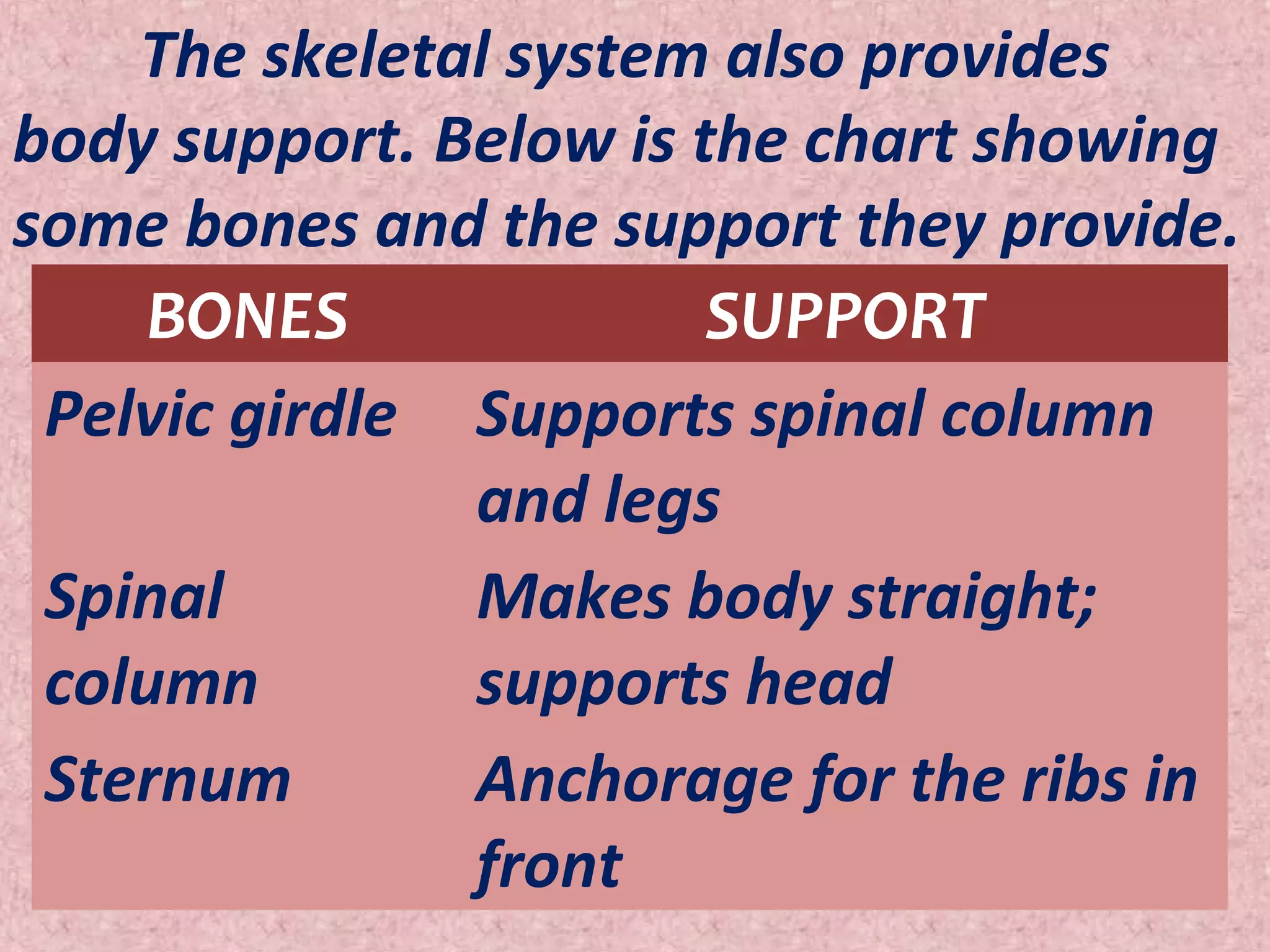 Importance of the skeletal system | PPT