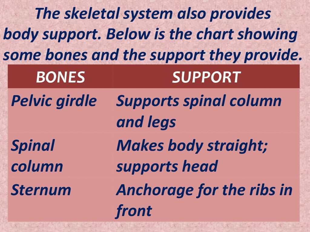 skeletal system importance essay