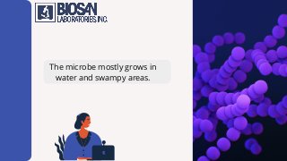 The microbe mostly grows in
water and swampy areas.
 