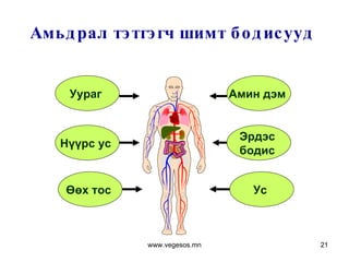 Амьдрал тэтгэгч шимт бодисууд  Уураг  Нүүрс ус  Өөх тос  Амин дэм  Эрдэс  бодис  Ус  www.vegesos.mn 