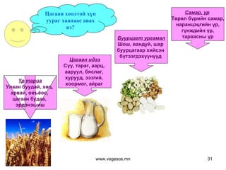 Цагаан хоолтой хүн уураг хаанаас авах вэ? Үр тариа Улаан буудай, хөц,  арвай, овъёос,  цагаан будаа,  эрдэнэшиш Цагаан идээ Сүү, тараг, аарц,  ааруул, бяслаг,  хурууд, ээзгий,  хоормог, айраг  Буурцагт ургамал Шош, вандуй, шар  буурцагаар хийсэн  бүтээгдэхүүнүүд  Самар, үр   Төрөл бүрийн самар, наранцэцгийн үр, гүнждийн үр,  тарвасны үр www.vegesos.mn 