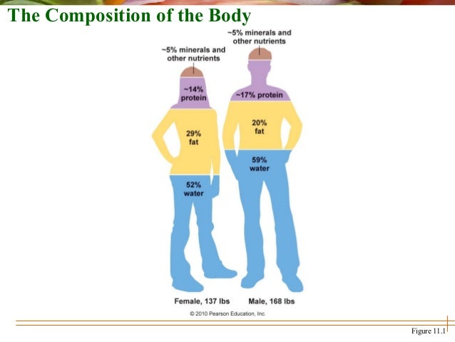 body fat percentage app body fat percentage app