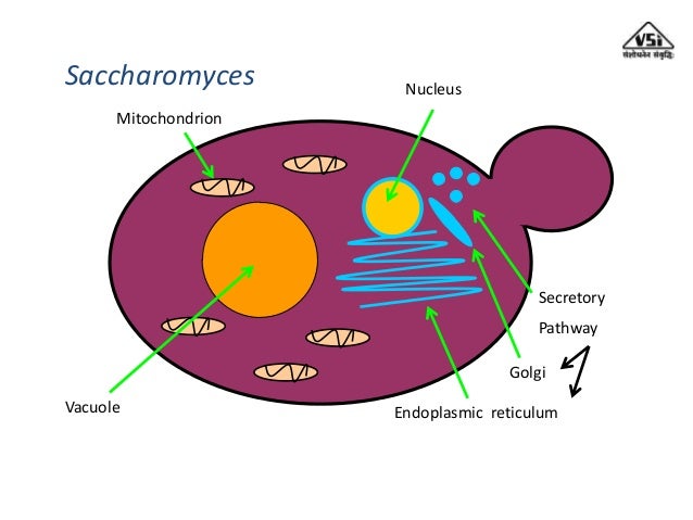 Importance Of Yeast For Alcoholic Fermentation