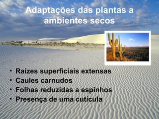 Adaptações das plantas a
         ambientes secos




•   Raízes superficiais extensas
•   Caules carnudos
•   Folhas reduzidas a espinhos
•   Presença de uma cutícula
 