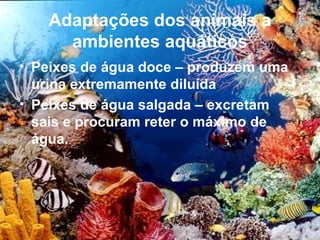 Adaptações dos animais a
     ambientes aquáticos
• Peixes de água doce – produzem uma
  urina extremamente diluída
• Peixes de água salgada – excretam
  sais e procuram reter o máximo de
  água.
 