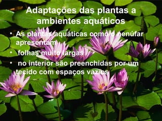 Adaptações das plantas a
      ambientes aquáticos
• As plantas aquáticas como o nenúfar
  apresentam
• folhas muito largas
• no interior são preenchidas por um
  tecido com espaços vazios
 