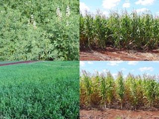 Importancia das leguminosas na produção de alimentos e proteção do meio ...