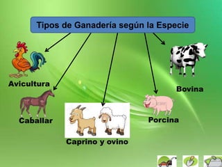 Bovina
Porcina
Caprino y ovino
Caballar
Avicultura
Tipos de Ganadería según la Especie
 