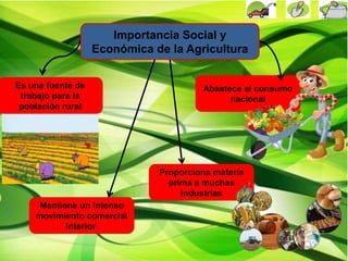 Abastece el consumo
nacional
Proporciona materia
prima a muchas
industrias
Mantiene un intenso
movimiento comercial
interior.
Es una fuente de
trabajo para la
población rural
Importancia Social y
Económica de la Agricultura
 