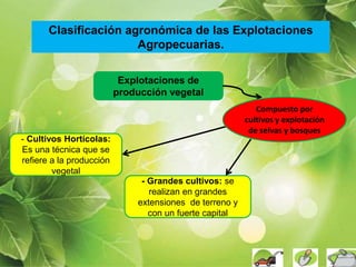 Clasificación agronómica de las Explotaciones
Agropecuarias.
Explotaciones de
producción vegetal
- Grandes cultivos: se
realizan en grandes
extensiones de terreno y
con un fuerte capital
- Cultivos Hortícolas:
Es una técnica que se
refiere a la producción
vegetal
Compuesto por
cultivos y explotación
de selvas y bosques
 