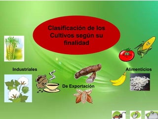 Clasificación de los
Cultivos según su
finalidad
Alimenticios
De Exportación
Industriales
 