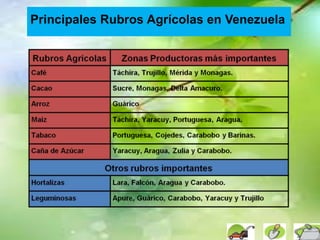 Principales Rubros Agrícolas en Venezuela
 