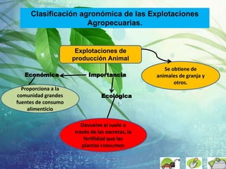 Clasificación agronómica de las Explotaciones
Agropecuarias.
Explotaciones de
producción Animal
Se obtiene de
animales de granja y
otros.
ImportanciaEconómica
Ecológica
Proporciona a la
comunidad grandes
fuentes de consumo
alimenticio
Devuelve al suelo a
través de las excretas, la
fertilidad que las
plantas consumen
 