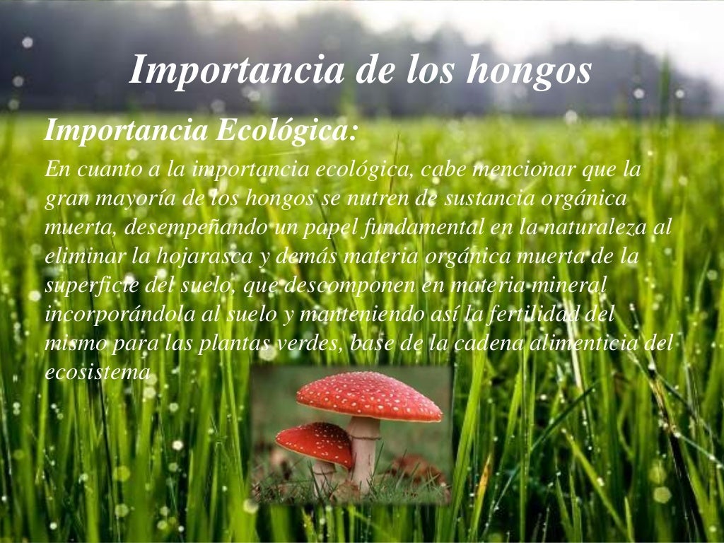 Importancia de de los hongos Importancia de de los hongos