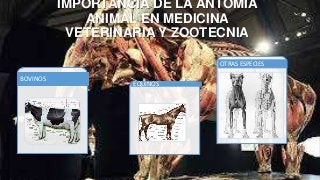 IMPORTANCIA DE LA ANTOMIA
ANIMAL EN MEDICINA
VETERINARIA Y ZOOTECNIA
BOVINOS
EQUINOS
OTRAS ESPECIES
 