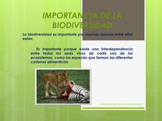 IMPORTANCIA DE LA
BIODIVERSIDAD
La biodiversidad es importante por muchas razones entre ellas
están:
• 1. Es importante porque existe una interdependencia
entre todos los seres vivos de cada uno de los
ecosistemas, como las especies que forman las diferentes
cadenas alimenticias
Importancia de la biodiversidad
 