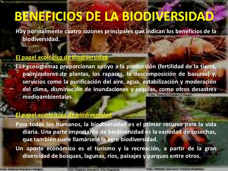 Resultado de imagen de cuales son las ventajas de tener una gran biodiversidad