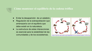 Cómo mantener el equilibrio de la cadena trófica
● Evitar la desaparición de un eslabón.
● Regulación de la sobrepoblación que
amenazaría con el equilibrio que
debe existir en la naturaleza.
● La estructura de estas interacciones
es esencial para la estabilidad de las
comunidades y de los ecosistemas.
 
