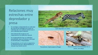 Relaciones muy
estrechas entre
depredador y
presa
• En ecología, la depredación es cada tipo
de interacción biológica en la que un
individuo de una especie animal caza a
otro individuo para subsistir.
• Esta interacción ocupa un rol
importante en la selección natural.
• En la depredación hay un individuo
perjudicado, que es la presa y otro que
es beneficiado, el depredador.
• El parasitismo, en el cual un organismo
se alimenta de otro, desarrollando un
vínculo muy fuerte con él.
León depreda a la cebra
Parasitismo: Siphonaptera (Pulga) Mosca Asilidae alimentándose de su
presa, una abeja.
 