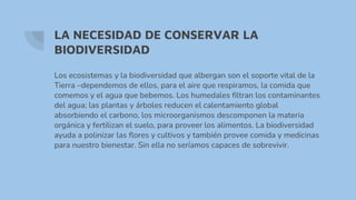 LA NECESIDAD DE CONSERVAR LA
BIODIVERSIDAD
Los ecosistemas y la biodiversidad que albergan son el soporte vital de la
Tierra –dependemos de ellos, para el aire que respiramos, la comida que
comemos y el agua que bebemos. Los humedales filtran los contaminantes
del agua; las plantas y árboles reducen el calentamiento global
absorbiendo el carbono, los microorganismos descomponen la materia
orgánica y fertilizan el suelo, para proveer los alimentos. La biodiversidad
ayuda a polinizar las flores y cultivos y también provee comida y medicinas
para nuestro bienestar. Sin ella no seríamos capaces de sobrevivir.
 