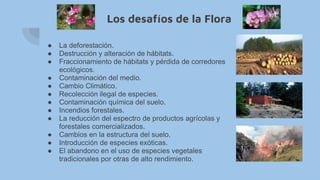 Los desafíos de la Flora
● La deforestación.
● Destrucción y alteración de hábitats.
● Fraccionamiento de hábitats y pérdida de corredores
ecológicos.
● Contaminación del medio.
● Cambio Climático.
● Recolección ilegal de especies.
● Contaminación química del suelo.
● Incendios forestales.
● La reducción del espectro de productos agrícolas y
forestales comercializados.
● Cambios en la estructura del suelo.
● Introducción de especies exóticas.
● El abandono en el uso de especies vegetales
tradicionales por otras de alto rendimiento.
 