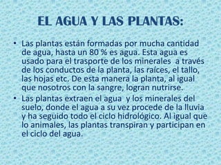 EL AGUA Y LAS PLANTAS:
• Las plantas están formadas por mucha cantidad
de agua, hasta un 80 % es agua. Esta agua es
usado para el trasporte de los minerales a través
de los conductos de la planta, las raíces, el tallo,
las hojas etc. De esta manera la planta, al igual
que nosotros con la sangre, logran nutrirse.
• Las plantas extraen el agua y los minerales del
suelo, donde el agua a su vez procede de la lluvia
y ha seguido todo el ciclo hidrológico. Al igual que
lo animales, las plantas transpiran y participan en
el ciclo del agua.
 