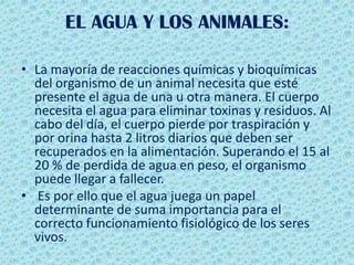 EL AGUA Y LOS ANIMALES:
• La mayoría de reacciones químicas y bioquímicas
del organismo de un animal necesita que esté
presente el agua de una u otra manera. El cuerpo
necesita el agua para eliminar toxinas y residuos. Al
cabo del día, el cuerpo pierde por traspiración y
por orina hasta 2 litros diarios que deben ser
recuperados en la alimentación. Superando el 15 al
20 % de perdida de agua en peso, el organismo
puede llegar a fallecer.
• Es por ello que el agua juega un papel
determinante de suma importancia para el
correcto funcionamiento fisiológico de los seres
vivos.
 