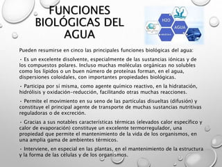 FUNCIONES 
BIOLÓGICAS DEL 
AGUA 
Pueden resumirse en cinco las principales funciones biológicas del agua: 
• Es un excelen...