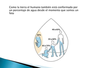 Como la tierra el humano también está conformado por
un porcentaje de agua desde el momento que somos un
feto
 