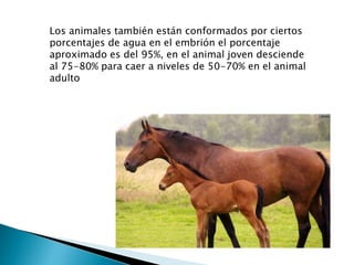 Los animales también están conformados por ciertos
porcentajes de agua en el embrión el porcentaje
aproximado es del 95%, en el animal joven desciende
al 75-80% para caer a niveles de 50-70% en el animal
adulto
 