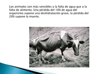 Los animales son más sensibles a la falta de agua que a la
falta de alimento. Una pérdida del 10% de agua del
organismo supone una deshidratación grave, la pérdida del
20% supone la muerte.
 