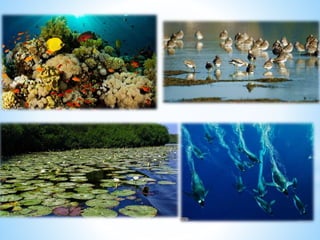 Importancia del agua en los ecosistemas | PPTX