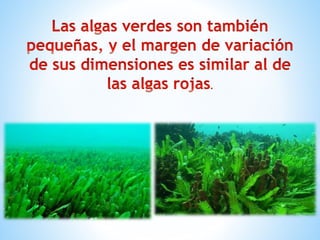 Importancia del agua en los ecosistemas | PPTX