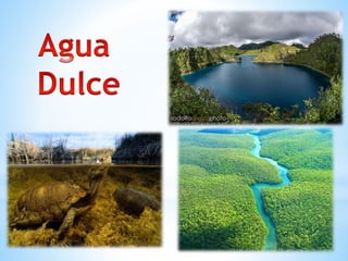 Importancia del agua en los ecosistemas | PPTX