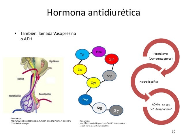 Importancia de la hormona antidiuretica y su relacion (3)