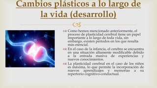 
 Como hemos mencionado anteriormente, el
proceso de plasticidad cerebral tiene un papel
importante a lo largo de toda vida, sin
embargo, existen períodos en los que resulta
más esencial.
 En el caso de la infancia, el cerebro se encuentra
en una situación altamente modificable debido
a la entrada masiva de experiencias y
nuevos conocimientos.
 La plasticidad cerebral en el caso de los niños
es máxima, lo que permite la incorporación de
nuevos aprendizajes y memorias a su
repertorio cognitivo-conductual.
Cambios plásticos a lo largo de
la vida (desarrollo)
 