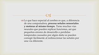 
 Lo que hace especial al cerebro es que, a diferencia
de una computadora, procesa señales sensoriales
y motoras al mismo tiempo. Tiene muchas vías
neurales que pueden replicar funciones, así que
pequeños errores de desarrollo o perdidas
temporales causados por algún daño se pueden
corregir fácilmente al redireccionar las señales por
una vía diferente.
 