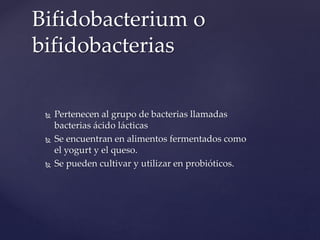 Bifidobacterium o
bifidobacterias
 Pertenecen al grupo de bacterias llamadas
bacterias ácido lácticas
 Se encuentran en alimentos fermentados como
el yogurt y el queso.
 Se pueden cultivar y utilizar en probióticos.
 