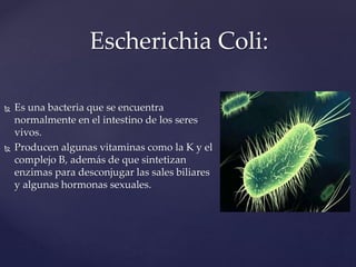 Escherichia Coli:
 Es una bacteria que se encuentra
normalmente en el intestino de los seres
vivos.
 Producen algunas vitaminas como la K y el
complejo B, además de que sintetizan
enzimas para desconjugar las sales biliares
y algunas hormonas sexuales.
 