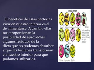 El beneficio de estas bacterias
vivir en nuestro interior es el
de alimentarse. A cambio ellas
nos proporcionan la
posibilidad de aprovechar
algunos residuos de la
dieta que no podemos absorber
y que las bacterias transforman
en nuestro interior para que
podamos utilizarlos.
 